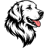 Golden Retriever front white