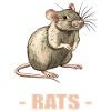 Rat Rat