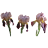 Irises