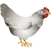 Hand drawn white chicken in illustration