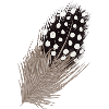 Hand Drawn Guinea Fowl Feather Illustration