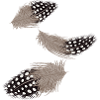 Three Flying Guinea Fowl Feathers Illustration