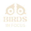 Birds in Focus