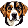 Beagle head vector illustration