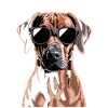 Rhodésian Ridgeback
