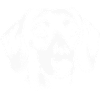 Faithful Dachshund Portrait Black White