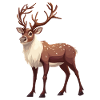 Reindeer Reindeer