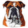Engelsk bulldog – Stærk hundportræt