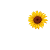 Sonnenblumen-Feeling: Deine eigene Sonne