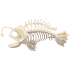 Frogfish