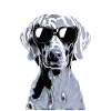 Weimaraner