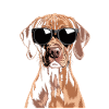 Vizsla