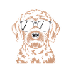 Brauner Labradoodle