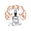 King Charles Spaniel