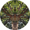 Nature creatures in treetop