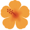 Orange Hibiscus Bloom