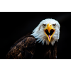 Angry Eagle Look