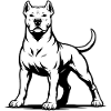 Dogo Argentino dans une pose fière