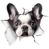Bouledogue français