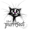 cute cat – I feel purrrfect