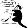 What are you looking at?