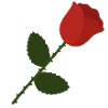 Rose Illustration