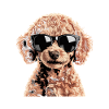 Brauner Toypudel