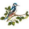 Bunter Vogel