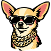 Chihuahua with sunglasses