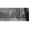 Winter avenue in snowfall