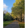Autumn path through Lauballee