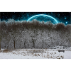 Winterhimmel-Mond im Wald