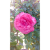 Pink Pink Flower Magic