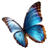 Bright Blue Butterfly Noble Nature Art
