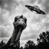 Turkey Meets UFO Funny Alien Encounter
