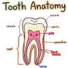 Tooth Anatomy Dental Assistant Dentist