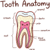 Tooth Anatomy Dental Assistant Dentist
