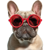 Französische Bulldogge French Bulldog Frenchie