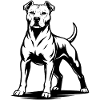 Pitbull dans une pose fière