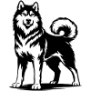 Alaskan Malamute in stolzer Pose
