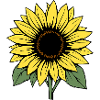 Flower Yellow Flower Flowers Sunflower Blossom
