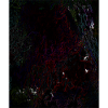 Dark Neon Lines Pattern