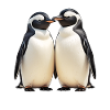Cuddly penguin duo in view