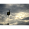 Bird on a lamppost under clouds