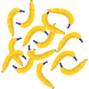 Bananas