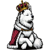 Chiens bergers blancs bergers