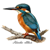 Bunter Eisvögel auf Ast