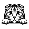 Scottish Fold-eared Cat with Paws