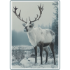 Reindeer Reindeer