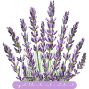 Lavender flowers crazy for lavender
